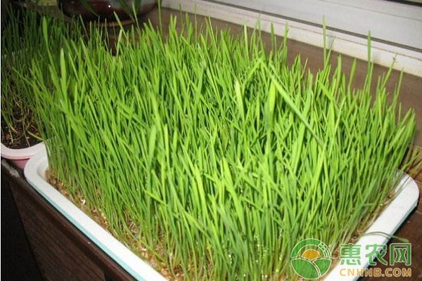 芽苗菜种植技术大全