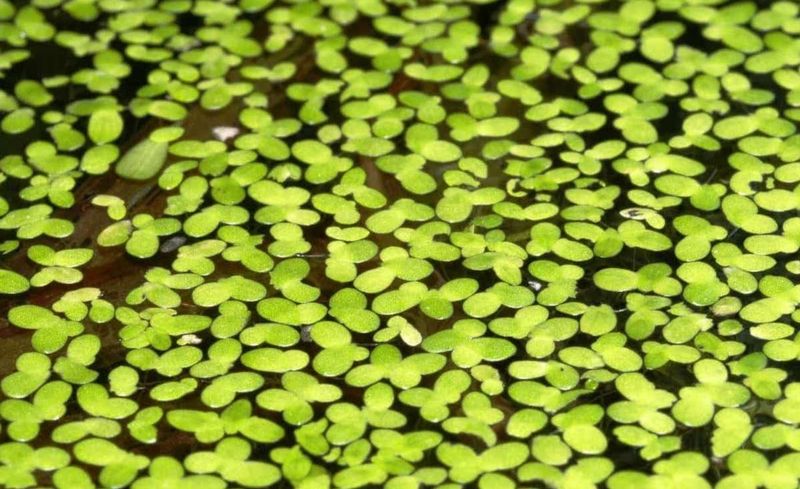 水生空心菜种植技术