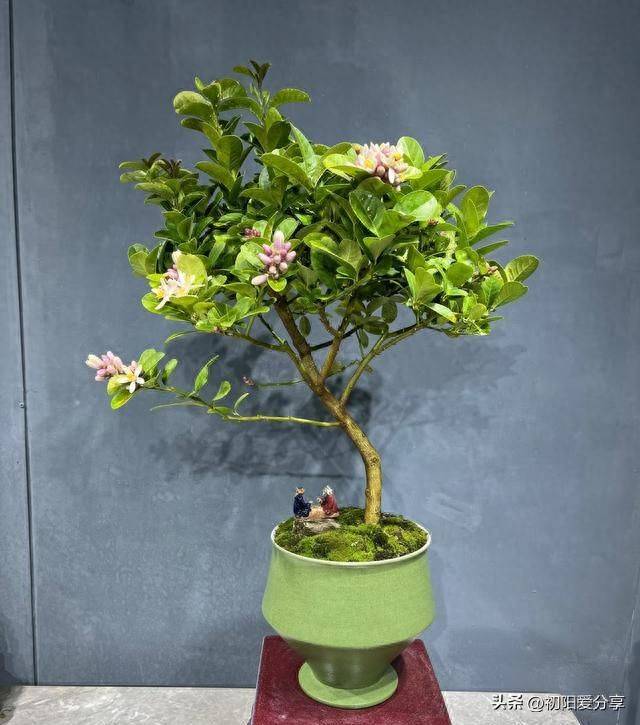 香水百合花的种植方法