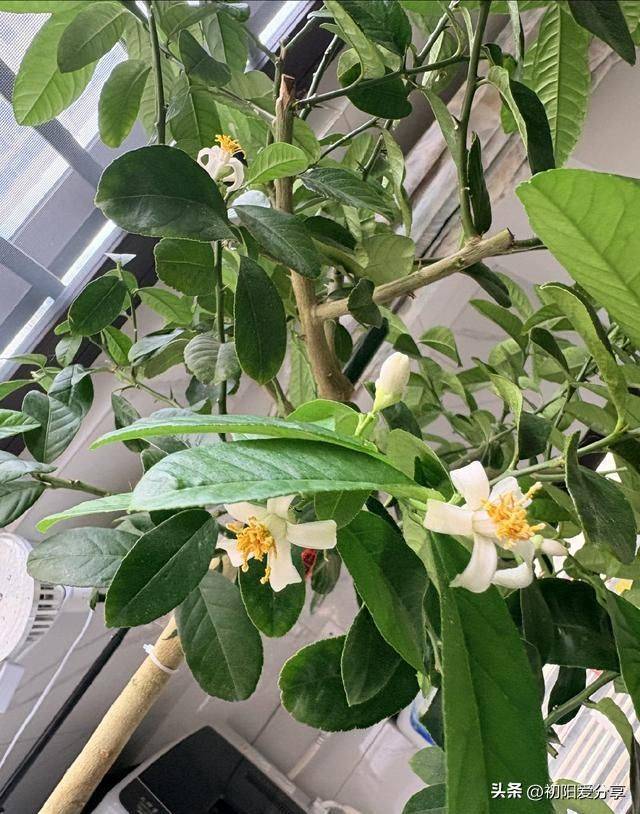 香水百合花的种植方法
