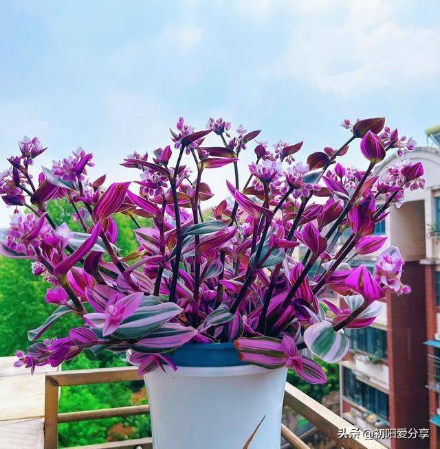 香水百合花的种植方法