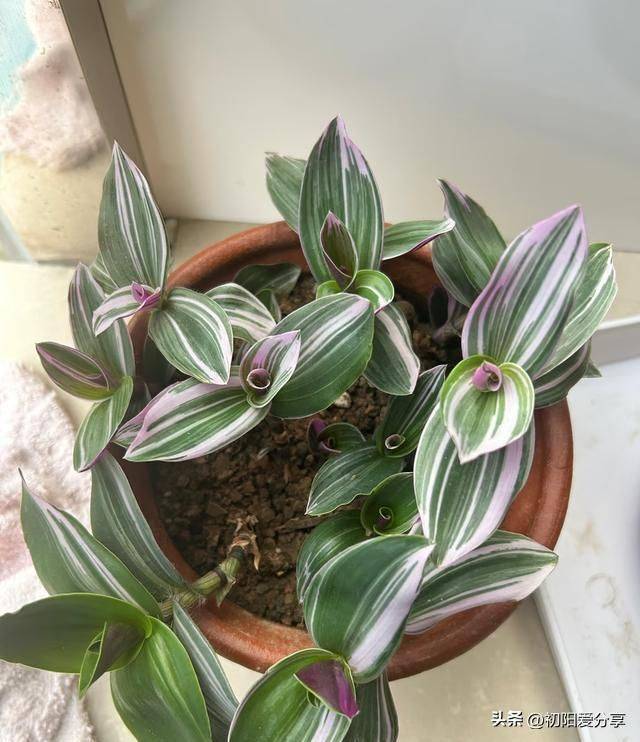 香水百合花的种植方法
