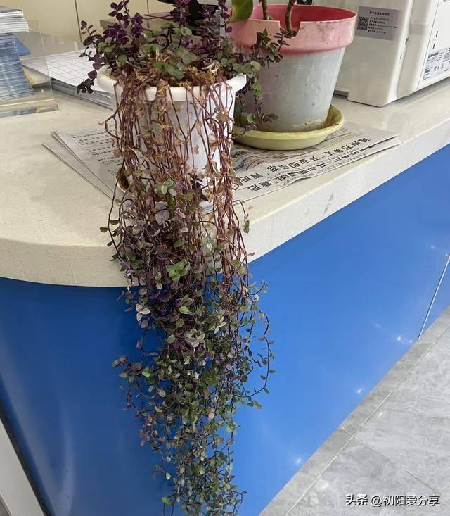 香水百合花的种植方法