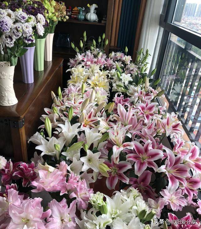 香水百合花的种植方法