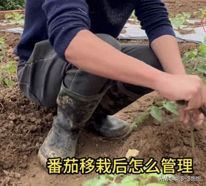 蕃茄树种植技术视频