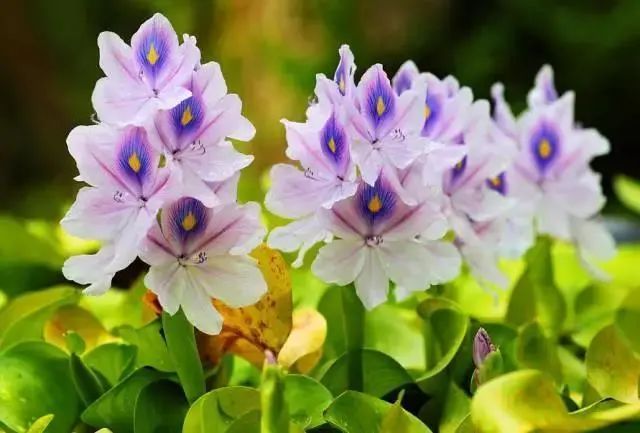 水生空心菜种植技术