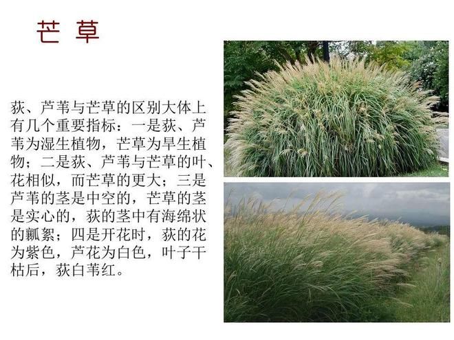 水生空心菜种植技术