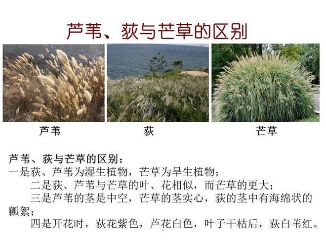 水生空心菜种植技术