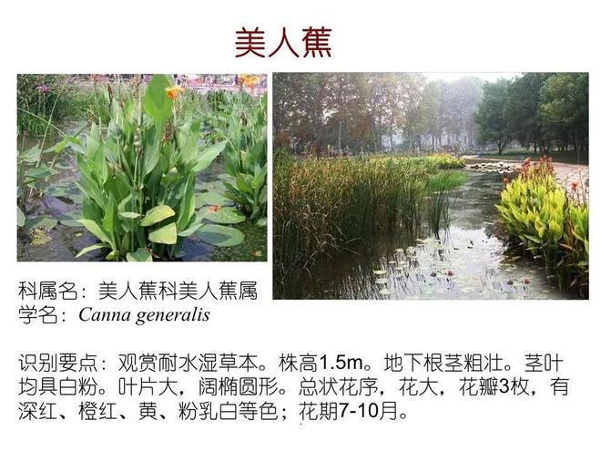 水生空心菜种植技术