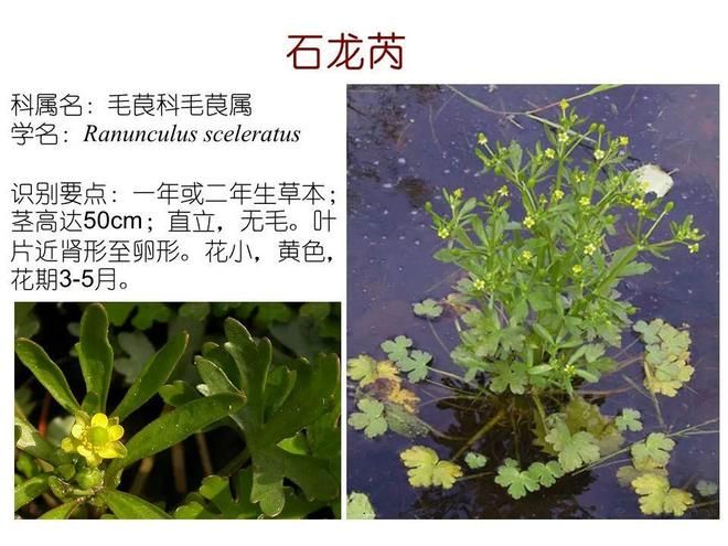 水生空心菜种植技术
