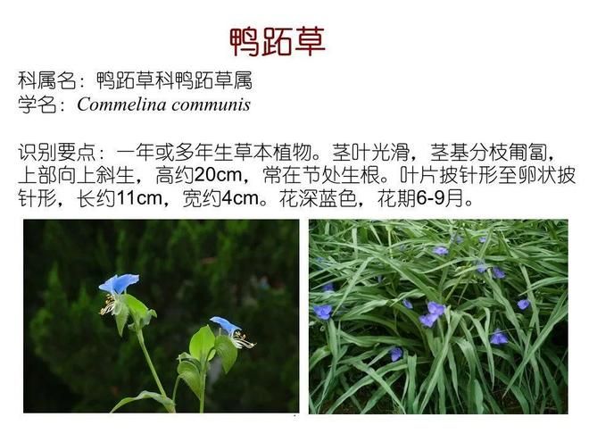 水生空心菜种植技术