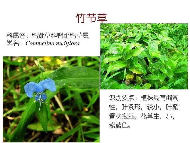 水生空心菜种植技术