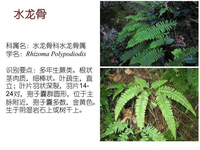 水生空心菜种植技术