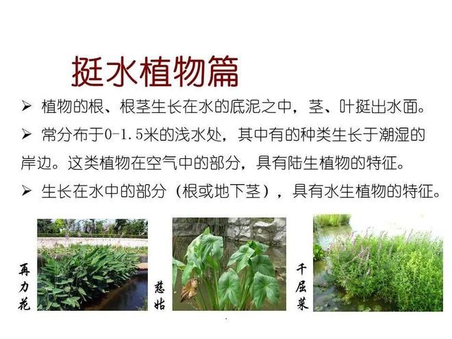 水生空心菜种植技术