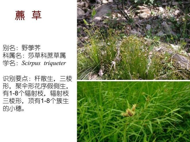 水生空心菜种植技术