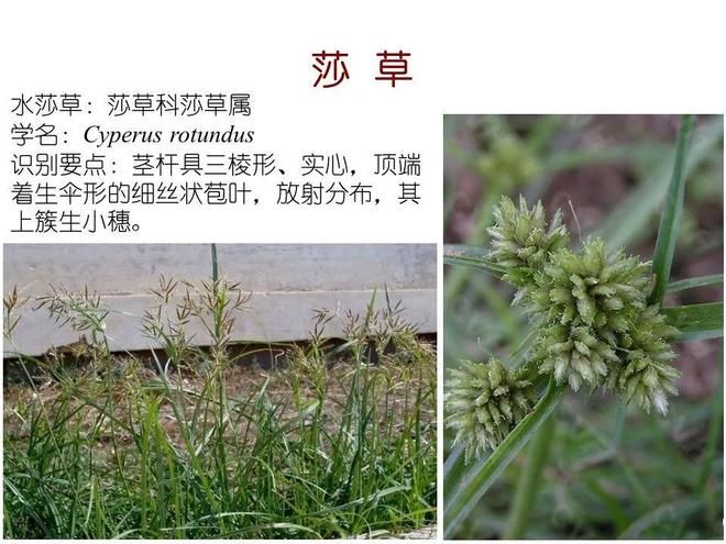 水生空心菜种植技术