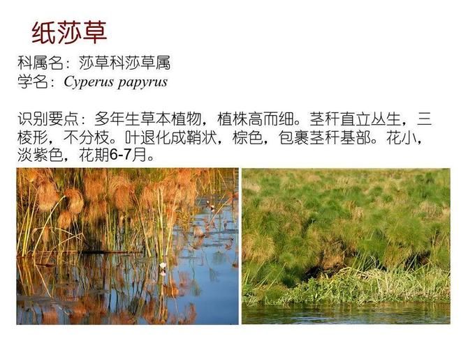 水生空心菜种植技术