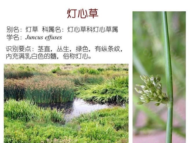 水生空心菜种植技术