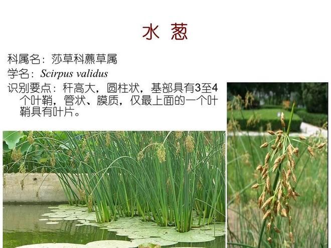 水生空心菜种植技术