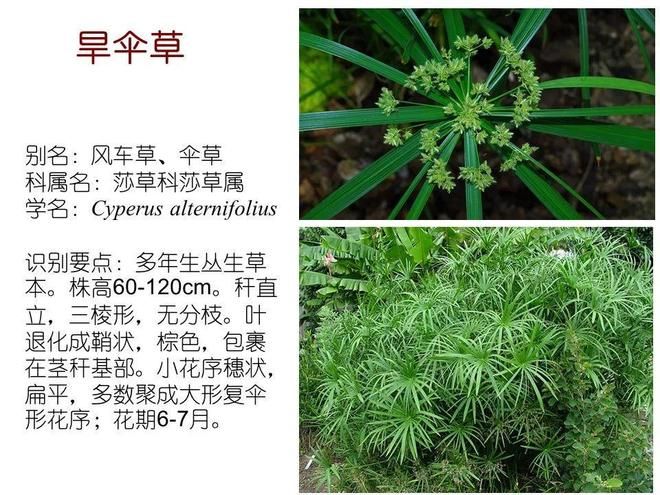水生空心菜种植技术
