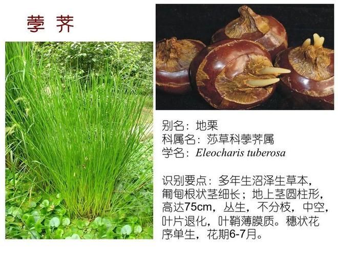 水生空心菜种植技术