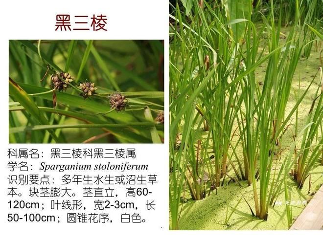 水生空心菜种植技术