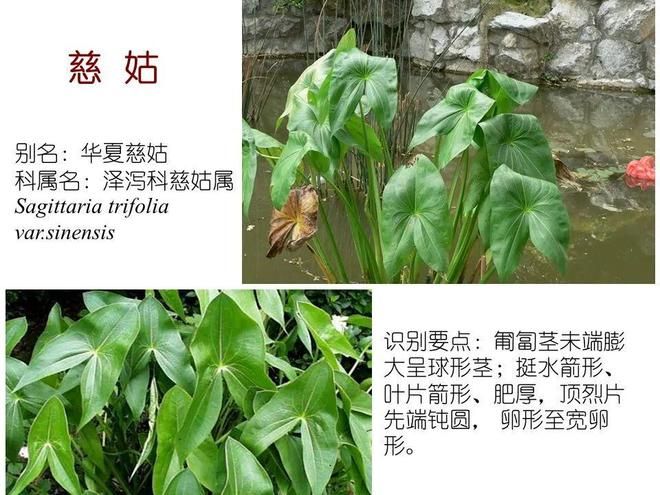 水生空心菜种植技术