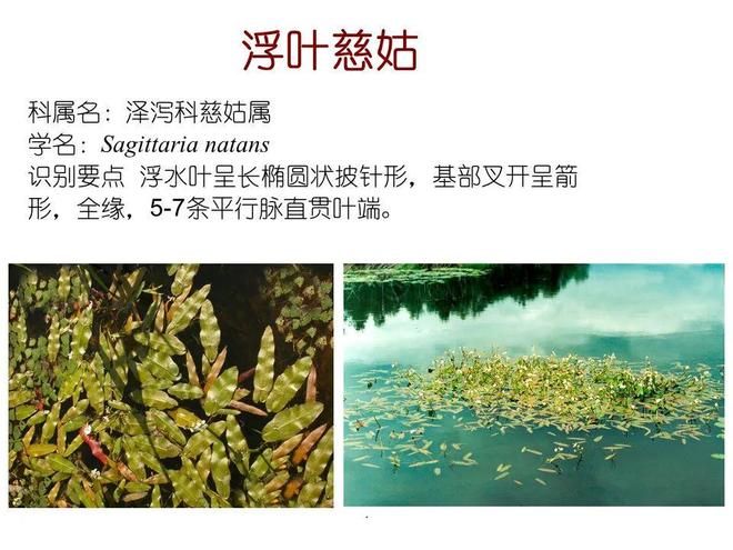 水生空心菜种植技术