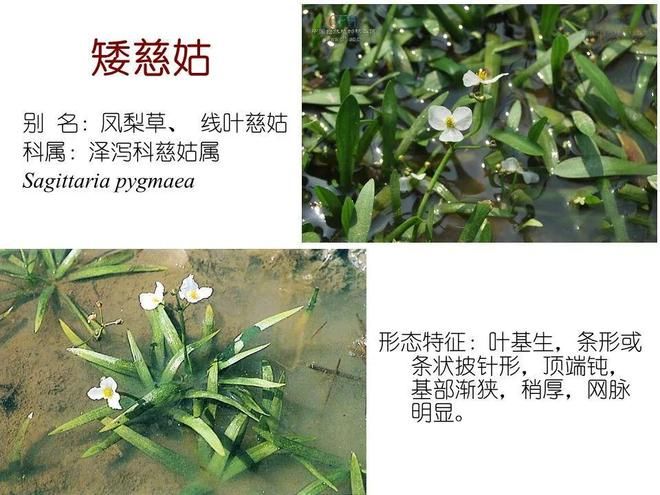 水生空心菜种植技术