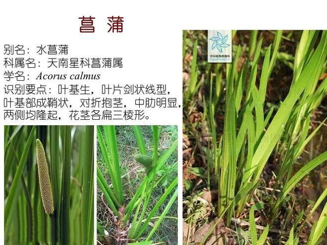 水生空心菜种植技术