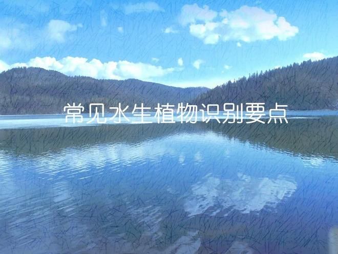 水生空心菜种植技术