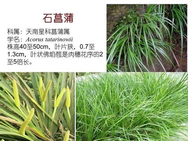 水生空心菜种植技术