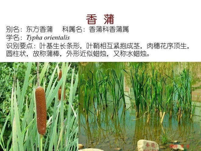 水生空心菜种植技术