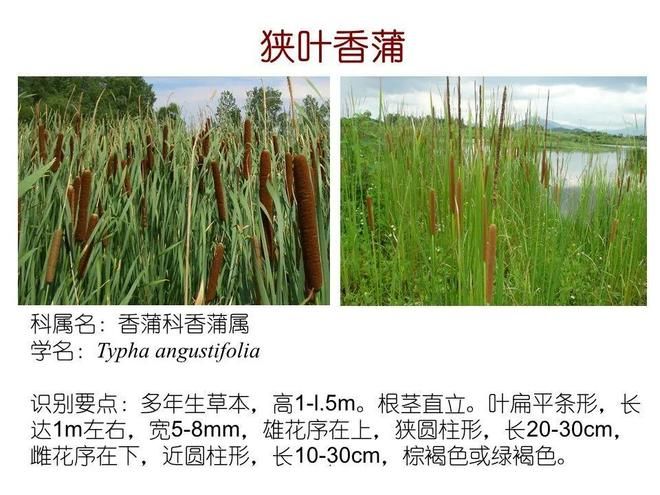 水生空心菜种植技术