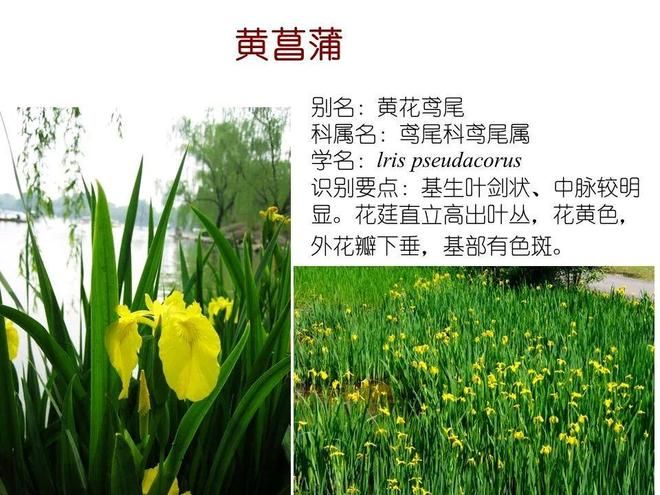 水生空心菜种植技术