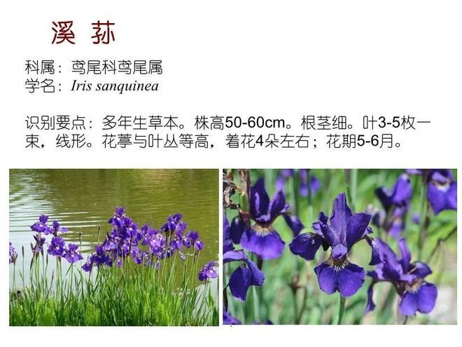 水生空心菜种植技术