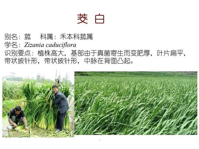 水生空心菜种植技术