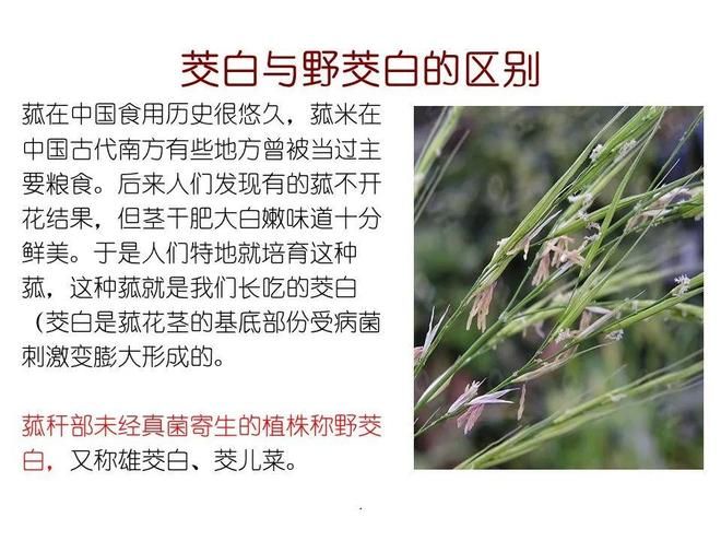水生空心菜种植技术