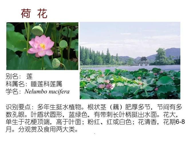 水生空心菜种植技术