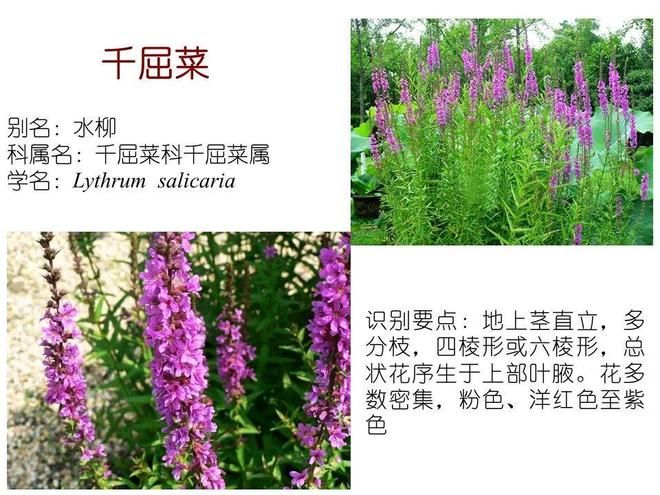 水生空心菜种植技术