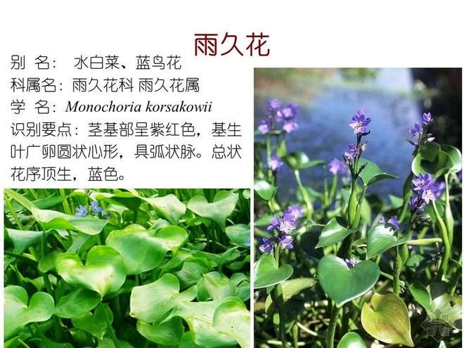 水生空心菜种植技术
