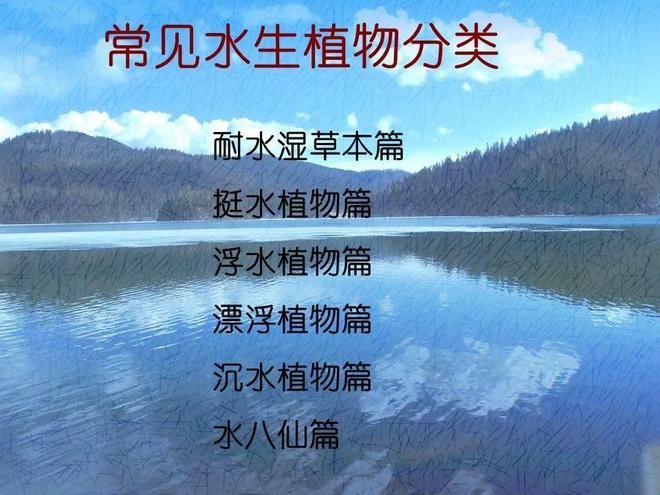 水生空心菜种植技术