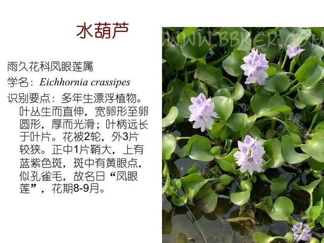 水生空心菜种植技术