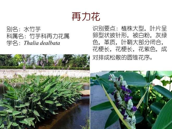 水生空心菜种植技术