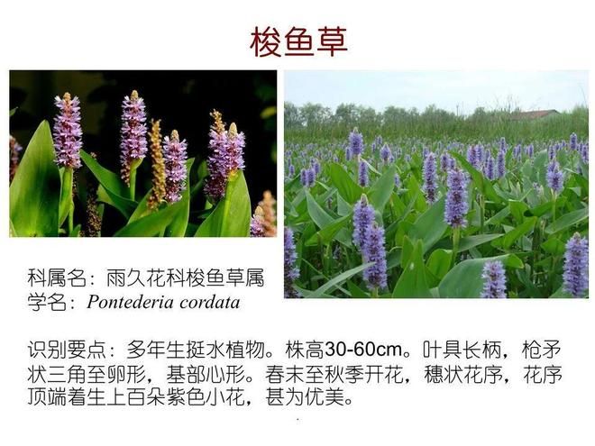水生空心菜种植技术