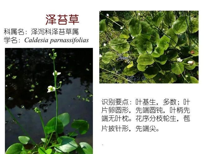 水生空心菜种植技术