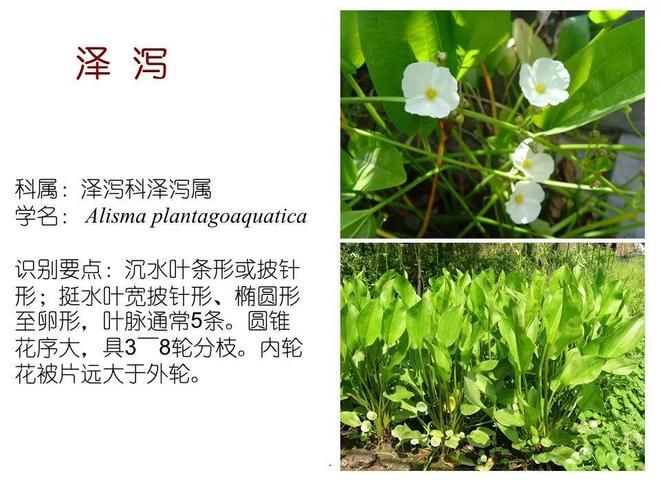 水生空心菜种植技术
