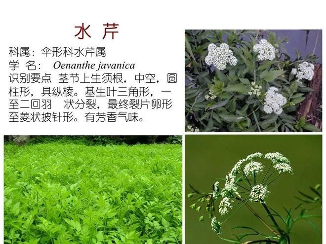水生空心菜种植技术
