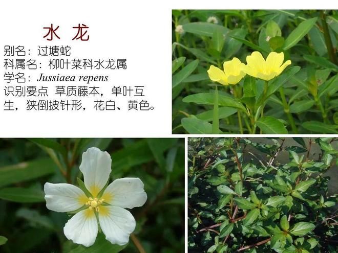 水生空心菜种植技术