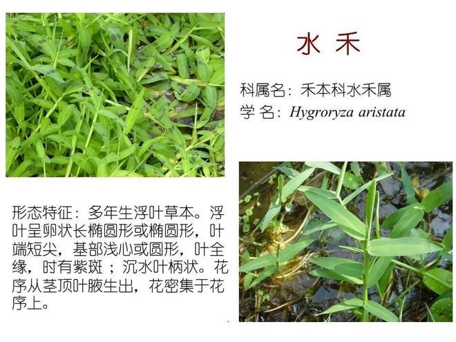 水生空心菜种植技术